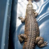 srilanka crocodile