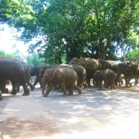 srilanka elephant