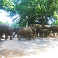 srilanka elephant