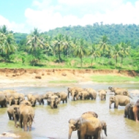 srilanka elephant2